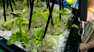 The mint julep is a Kentucky Derby staple.
